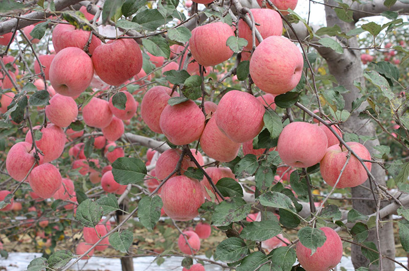 蘋(píng)果種植基地